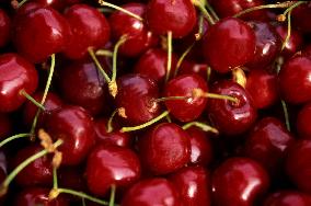 Illustration - Provence Food