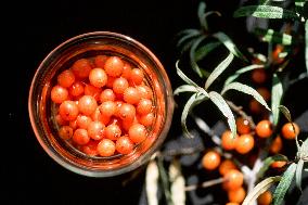 Illustration - Provence Food