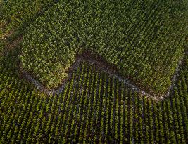 Illustration - Aerial View of France
