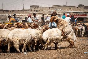 Animal Market - Iraq