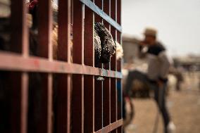 Animal Market - Iraq
