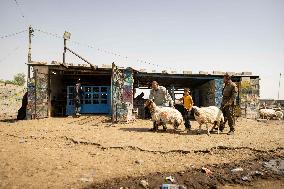 Animal Market - Iraq