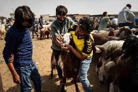 Animal Market - Iraq