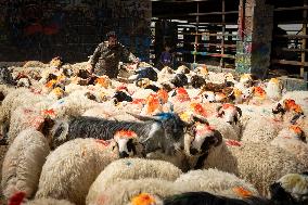 Animal Market - Iraq
