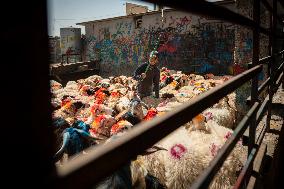 Animal Market - Iraq