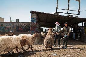 Animal Market - Iraq