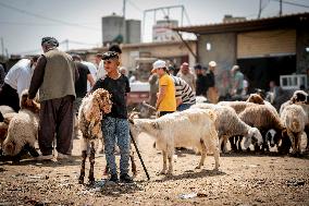 Animal Market - Iraq