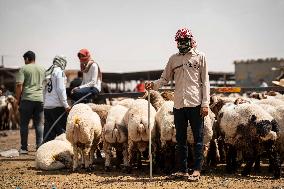Animal Market - Iraq