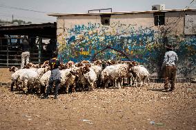 Animal Market - Iraq