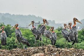Guwahati Storks at Landfill - India