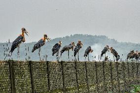 Guwahati Storks at Landfill - India