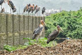 Guwahati Storks at Landfill - India
