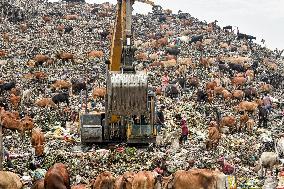 Guwahati Storks at Landfill - India