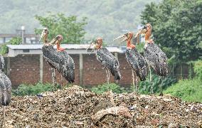 Guwahati Storks at Landfill - India