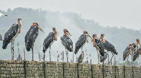 Guwahati Storks at Landfill - India