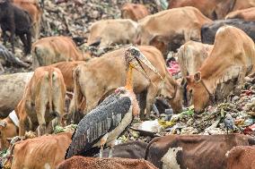 Guwahati Storks at Landfill - India