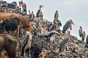 Guwahati Storks at Landfill - India