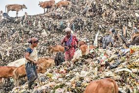 Guwahati Storks at Landfill - India