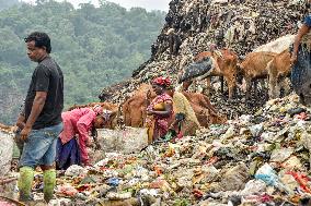 Guwahati Storks at Landfill - India