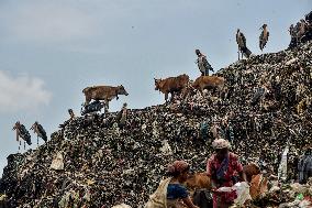 Guwahati Storks at Landfill - India