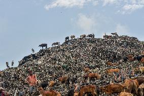 Guwahati Storks at Landfill - India