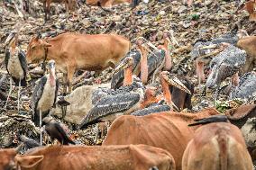 Guwahati Storks at Landfill - India