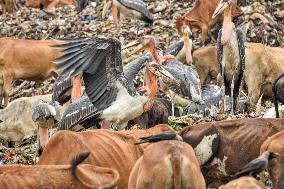 Guwahati Storks at Landfill - India
