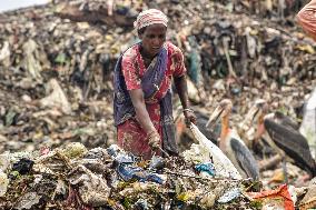Guwahati Storks at Landfill - India