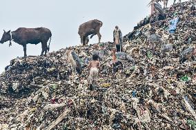 Guwahati Storks at Landfill - India