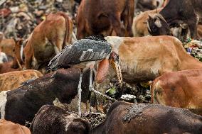 Guwahati Storks at Landfill - India