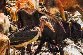 Guwahati Storks at Landfill - India