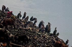 Guwahati Storks at Landfill - India
