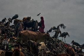 Guwahati Storks at Landfill - India