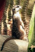 Meerkat at Kobe zoo