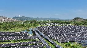 Wind and Solar Power Surpass Thermal Power in China