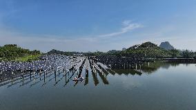 Wind and Solar Power Surpass Thermal Power in China