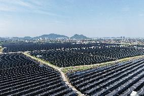 Wind and Solar Power Surpass Thermal Power in China