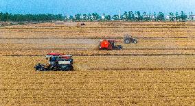 Wheat Harvest in Suqian