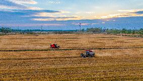 Wheat Harvest in Suqian