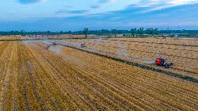 Wheat Harvest in Suqian