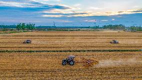 Wheat Harvest in Suqian