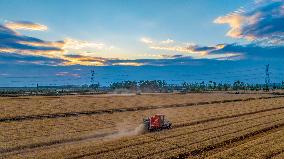 Wheat Harvest in Suqian