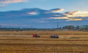 Wheat Harvest in Suqian