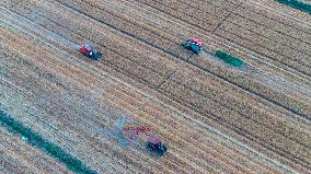 Wheat Harvest in Suqian
