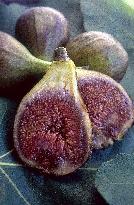 Illustration - Provence Food