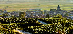 Illustration - Vin Champagne