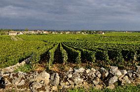 Illustration - Vin Bourgogne