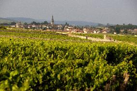Illustration - Vin Bourgogne