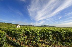Illustration - Vin Bourgogne