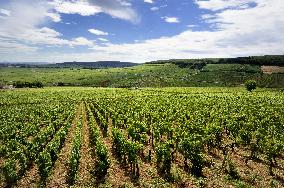 Illustration - Vin Bourgogne